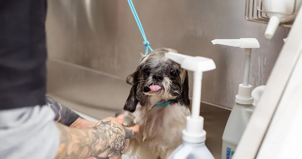 pet shop na internet