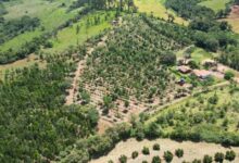 Investindo no sistema agroflorestal, Valter Ziantoni conseguiu dobrar sua produc?a?o de cafe?
