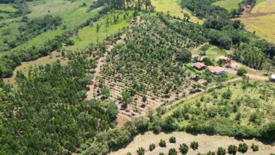 Investindo no sistema agroflorestal, Valter Ziantoni conseguiu dobrar sua produc?a?o de cafe?