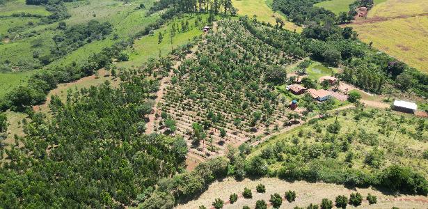 Investindo no sistema agroflorestal, Valter Ziantoni conseguiu dobrar sua produc?a?o de cafe?