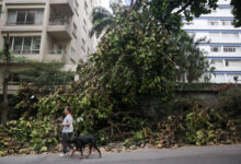 Uma mulher caminha com um cachorro ao lado de uma árvore caída, que ocupa parte da calçada. Ao fundo, há prédios residenciais. A árvore está coberta de folhas e galhos, e a cena sugere um impacto recente, possivelmente devido a uma tempestade.