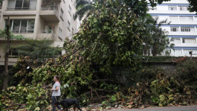 Uma mulher caminha com um cachorro ao lado de uma árvore caída, que ocupa parte da calçada. Ao fundo, há prédios residenciais. A árvore está coberta de folhas e galhos, e a cena sugere um impacto recente, possivelmente devido a uma tempestade.