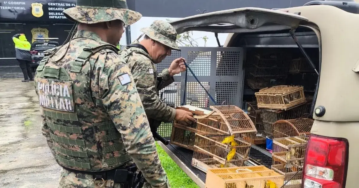 Coppa retira 150 aves silvestres de cativeiro ilegal em Feira