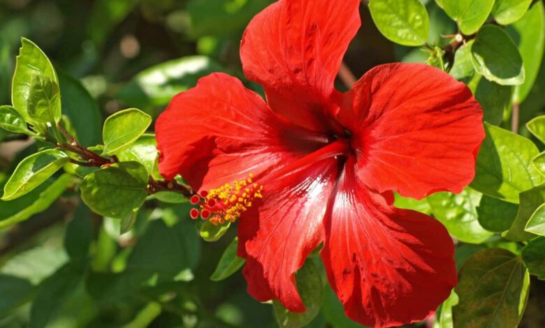 Flores vermelhas para um jardim vibrante e atrativo -