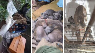 Mãe e 13 filhotes de pitbulls são encontrados abandonados em matagal de Balneário Camboriú