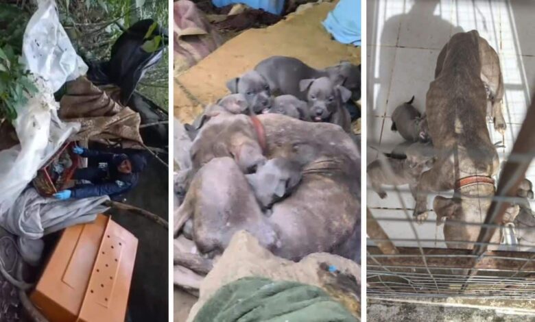 Mãe e 13 filhotes de pitbulls são encontrados abandonados em matagal de Balneário Camboriú