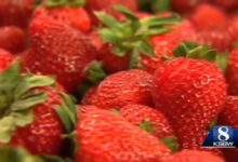 Strawberries break $1B in Monterey County's record 2024 crop report