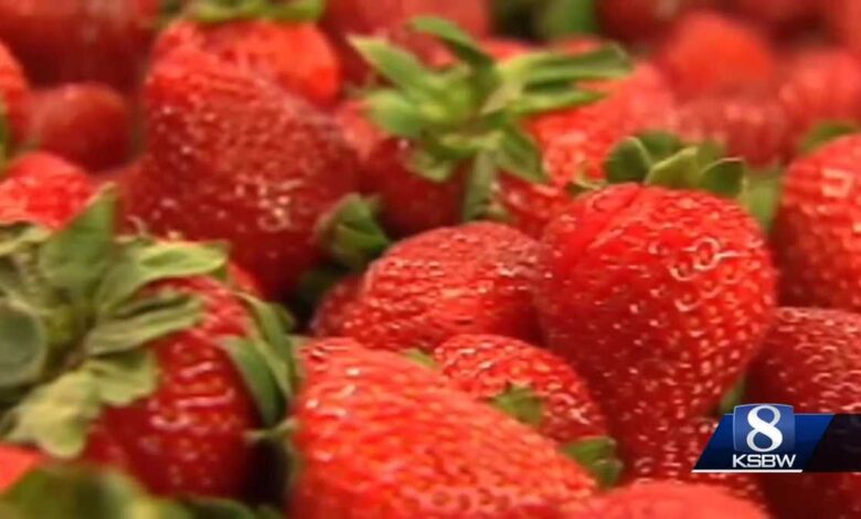 Strawberries break $1B in Monterey County's record 2024 crop report