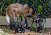 A imagem mostra um lobo-guará adulto com dois filhotes. O lobo-guará tem pelagem predominantemente marrom com manchas brancas e uma cauda longa e peluda. Os filhotes são menores, com pelagem escura e características semelhantes ao adulto. Eles estão próximos ao lobo-guará, em um ambiente com vegetação e uma cerca ao fundo.