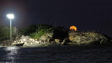 O que é a 'Lua do Veado'? Saiba como e quando observar o fenômeno pelo país