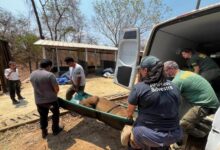 Sema-MT promove curso sobre resgate de animais em desastres ambientais