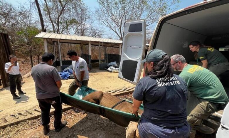Sema-MT promove curso sobre resgate de animais em desastres ambientais