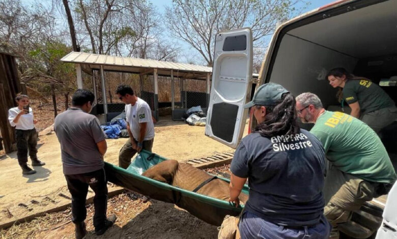Sema promove curso de manejo e contenção de fauna durante incêndios florestais