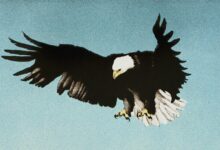 We the People: A Call for Unity on Independence Day