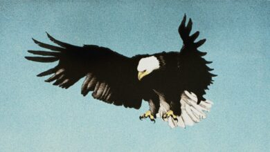 We the People: A Call for Unity on Independence Day